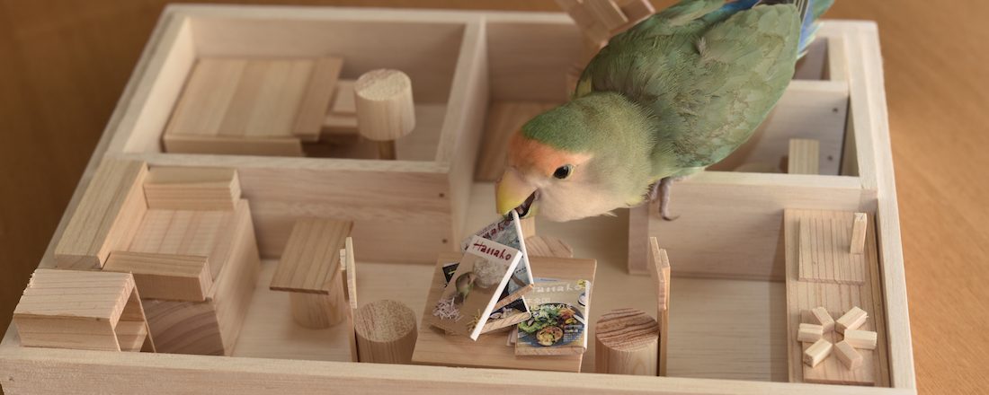 インコのおとちゃんと一緒に、秋の模様替え。