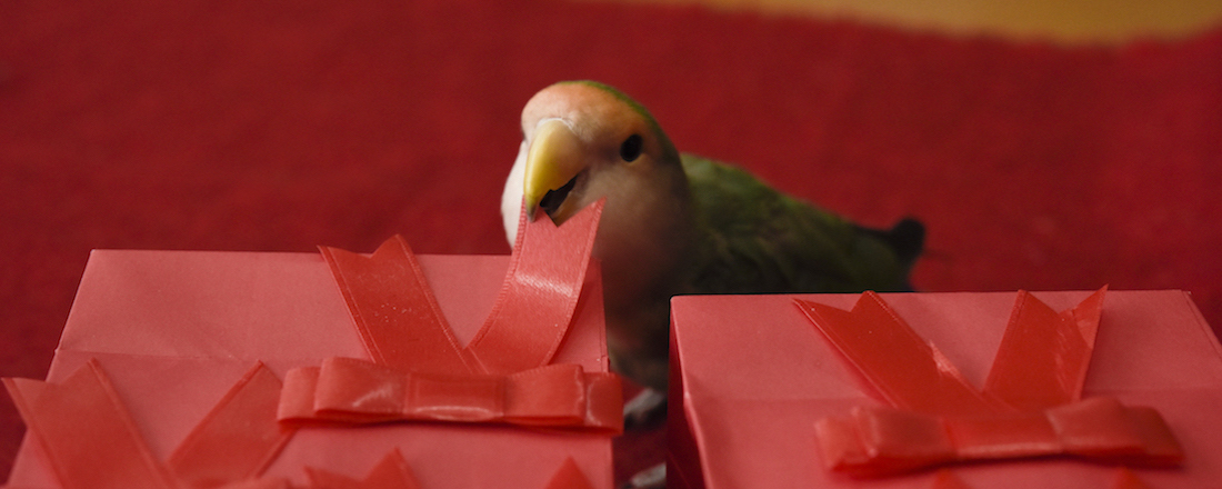 インコのおとちゃんに、バレンタインの贈り物。