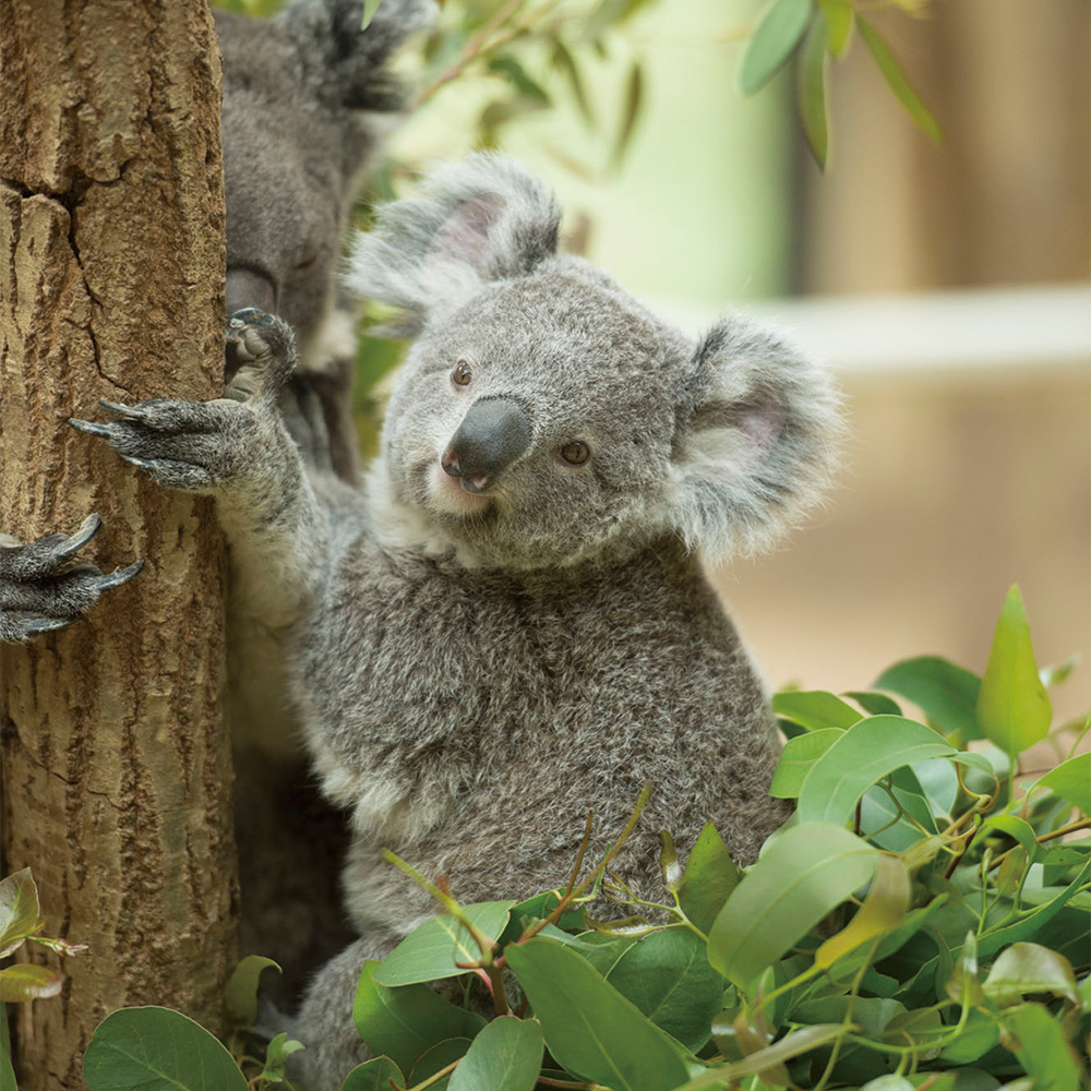 園には6頭のコアラ家族が暮らし、ジャイアントパンダと同時に見られる動物園は日本でここだけ。