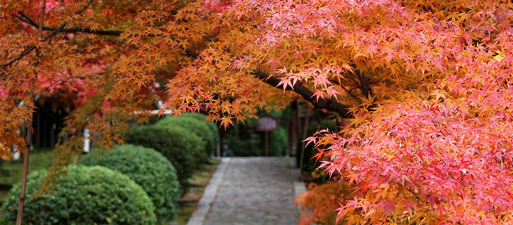 もうひとつの京都 穴場絶景スポットをめぐる ーお茶の京都 竹の里 乙訓編ー Report Hanako Tokyo