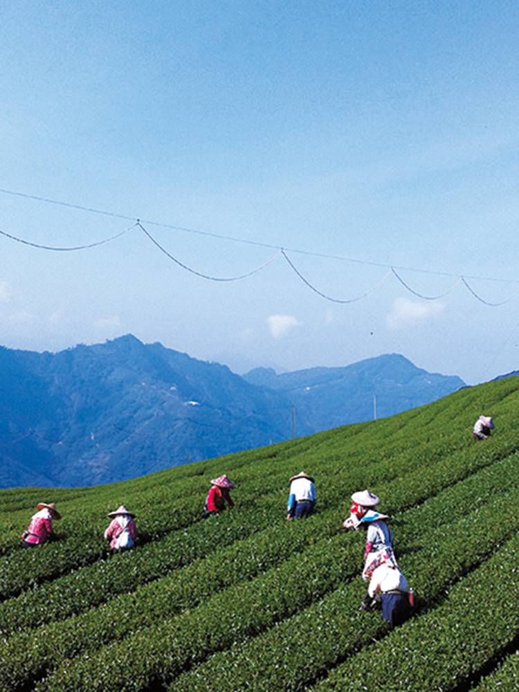 春茶を探しに、台湾の杉林渓高山茶の郷へ。急勾配の茶畑はまさに茶摘みの真っ最中。標高1,600mの絶景！