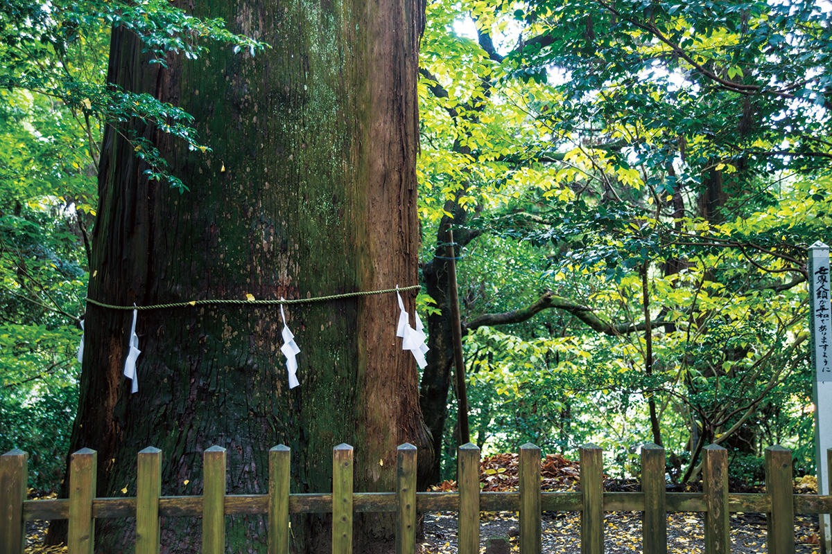 源頼朝の使いとして参拝した秩父の豪族・畠山重忠が植えたため秩父杉と呼ばれる、樹齢800年の御神木。
