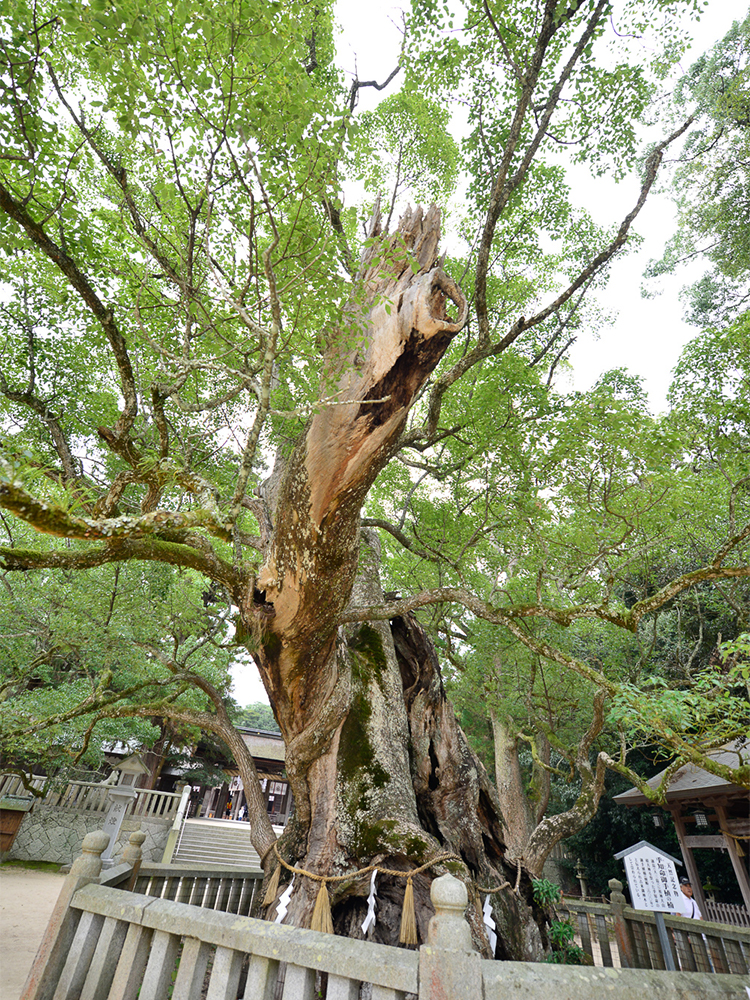 境内のクスノキは日本最古の原始林社叢として国の天然記念物に。