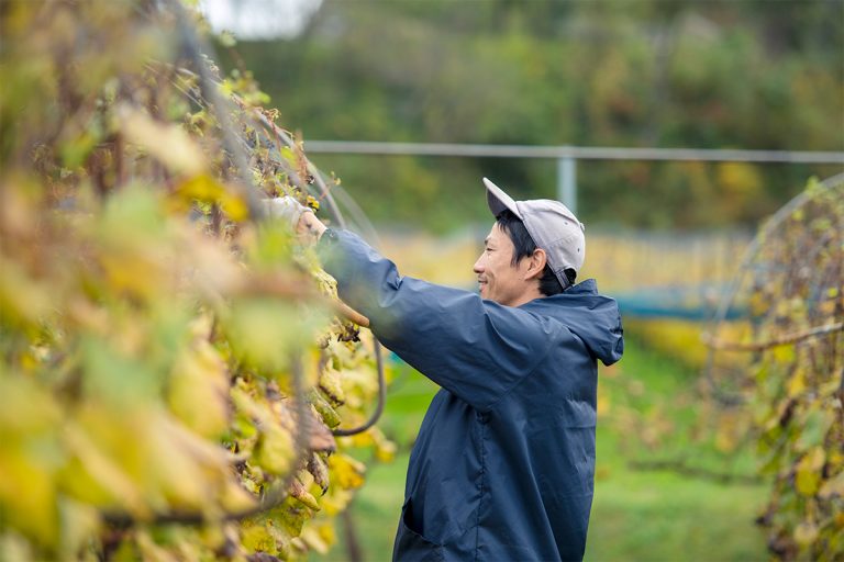 手作業でブドウの手入れが進められる。 島根 〈奥出雲葡萄園〉