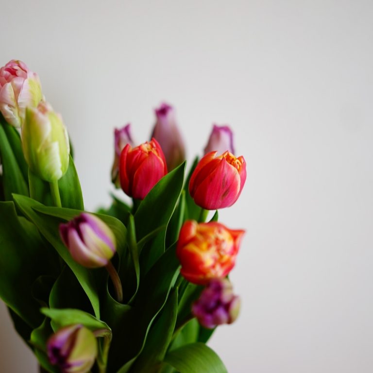 春の花壇を彩る愛らしいお花 チューリップのお話 前田有紀の 週末 気分転 花 Hanako Tokyo