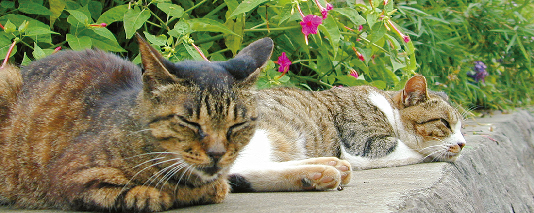 完全保存版 ネコ好きの聖地 鎌倉 江ノ島で出あった かわいい猫たち Lifestyle Hanako Tokyo