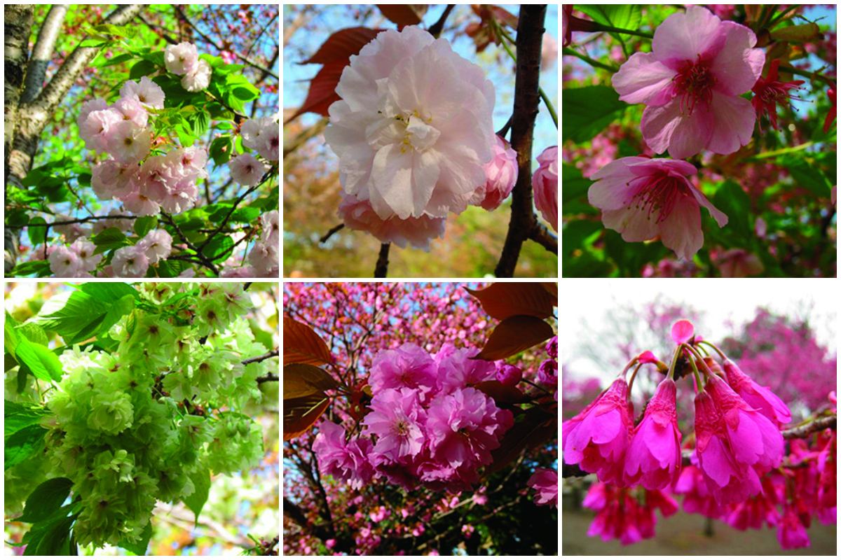 〈三鷹の森ジブリ美術館〉周辺の広場は、河津桜や関山、一葉、普賢象など、十数種類もの桜が咲く穴場スポット。それぞれ開花期が異なるため、2月初旬から4月下旬頃までの長い期間、お花見を楽しめる。