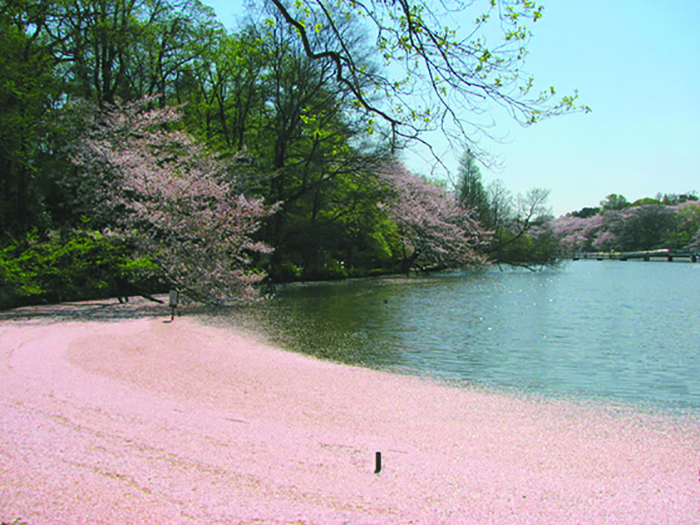 「桜色の池」4月になれば、池の水面にたくさんの桜の花が浮かぶ。