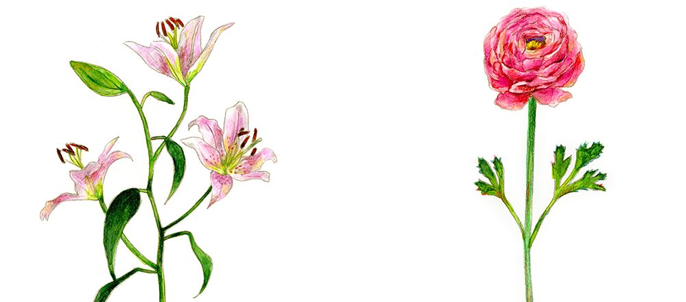 完全保存版 愛や幸福 感謝 春の花15種に込められた花言葉まとめ Lifestyle Hanako Tokyo