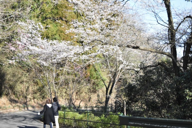 リフトで下らず、桜を観ながらお散歩することも。