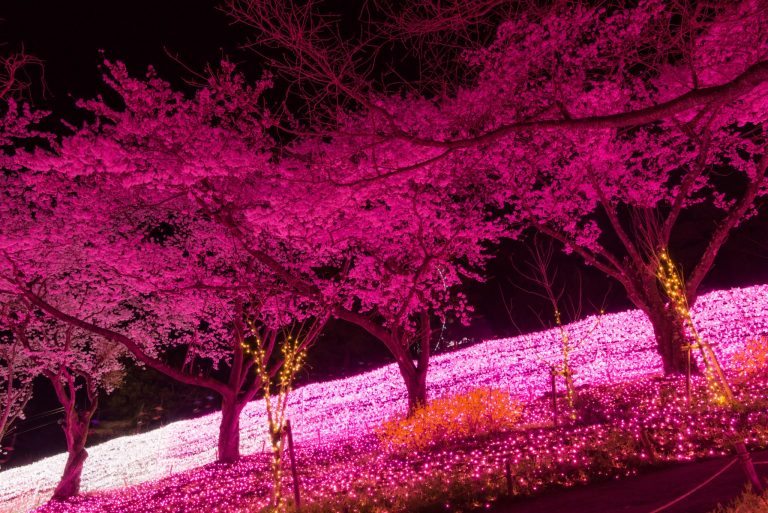 ピンクのライトアップが妖艶で美しい桜並木。