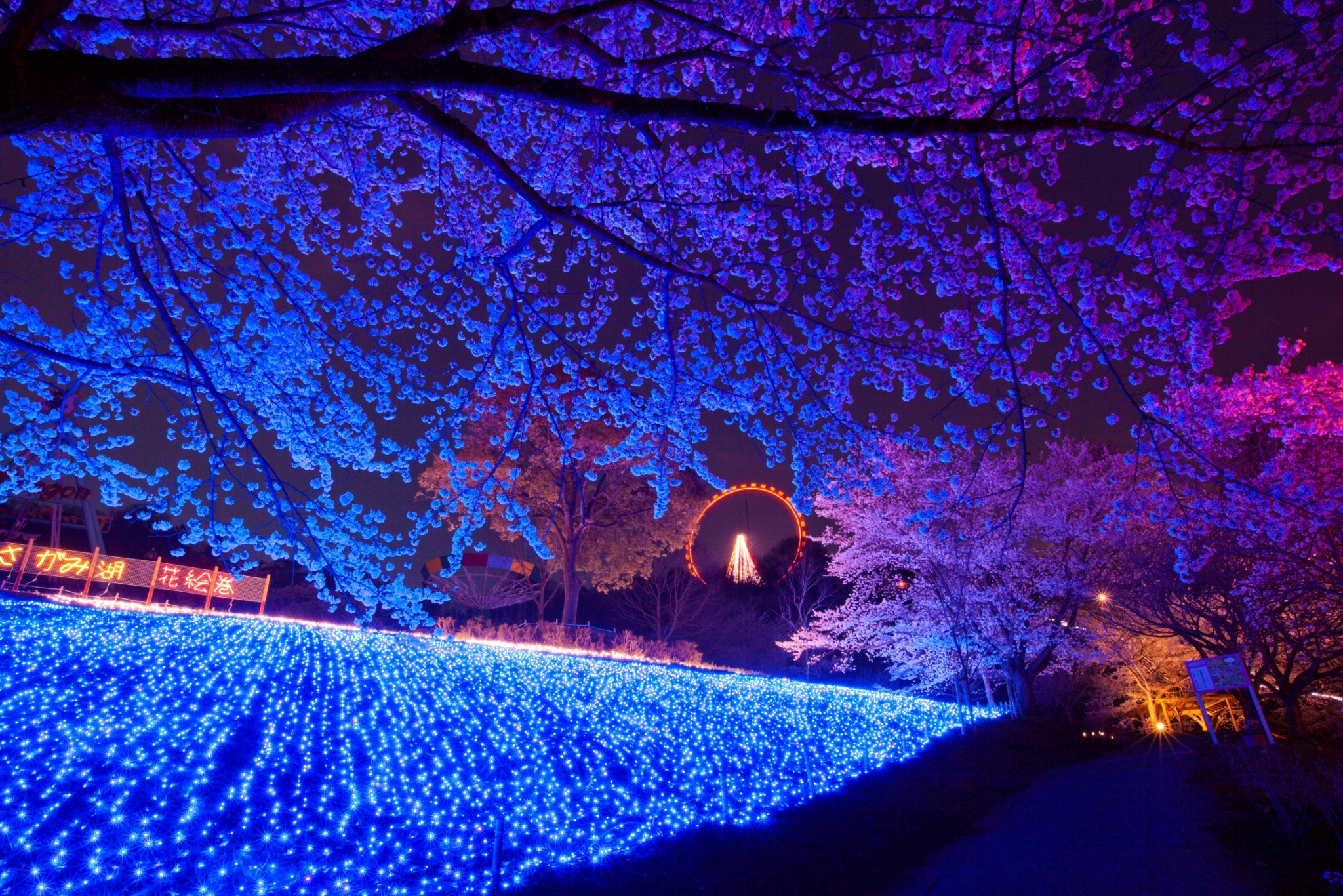 〈さがみ湖プレジャーフォレスト〉で『桜まつり』開催。夜桜とイルミネーションでお花見！