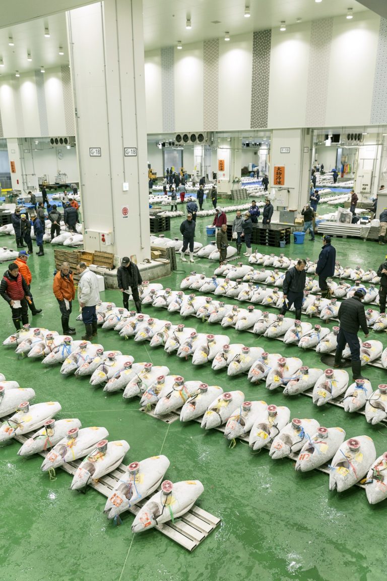 目の前に冷凍マグロがズラリ!1日平均約200本の生鮮マグロ、約1,000本の冷凍マグロが取引され、せりは1本単位で行われる。専用デッキはガラス窓で仕切られているが、上段は開放されているためライブ感たっぷり。 _G4C0155