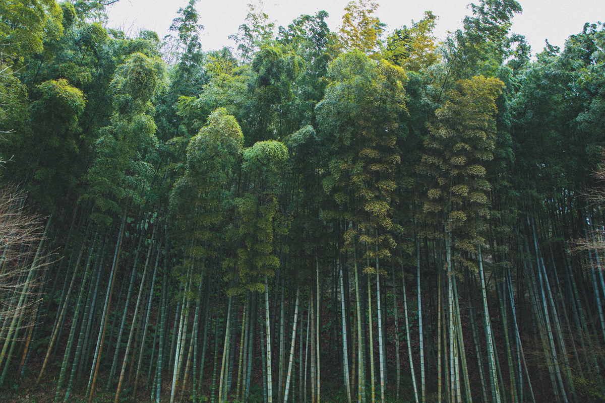 途中には美しい竹林も。谷戸の静寂は清々しく、鎌倉歩きの醍醐味を味わえる。