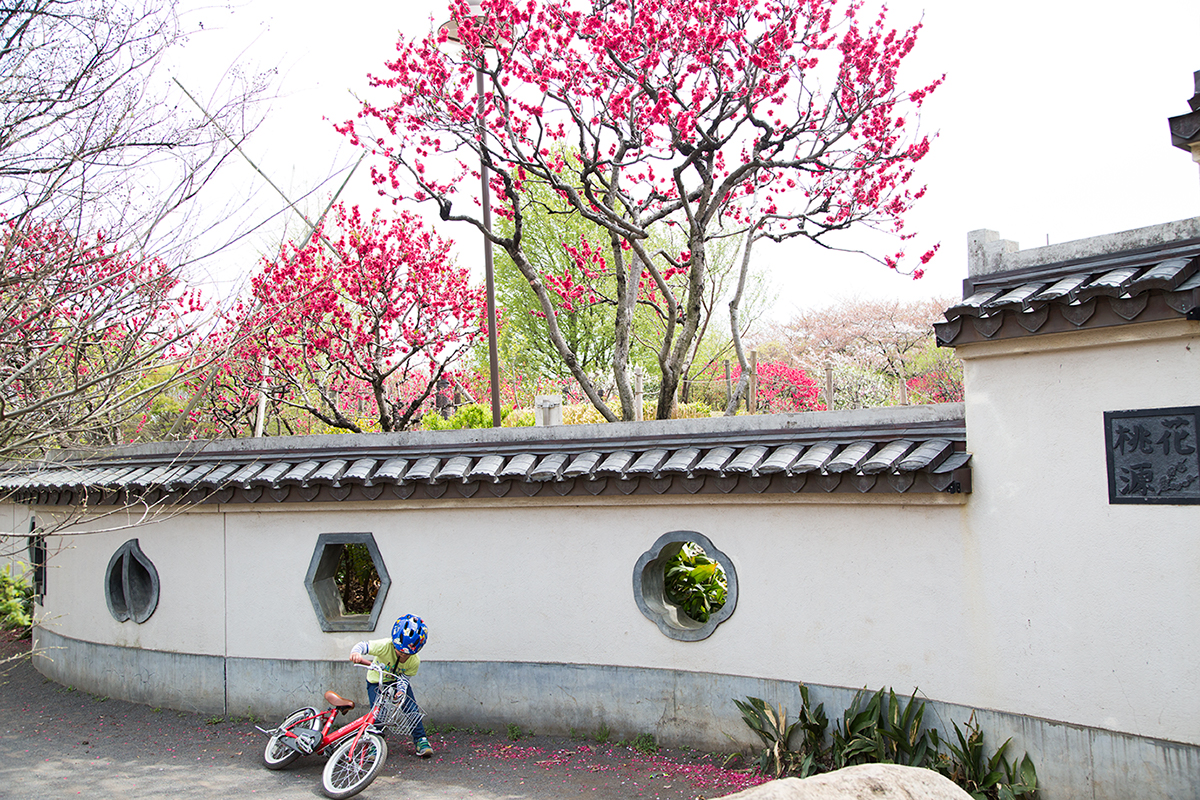 地元の子供たち御用達の立野公園。春には桃の花が咲く中国式の庭園や大きな噴水など、見どころが多い。■東京都練馬区立野町32-1