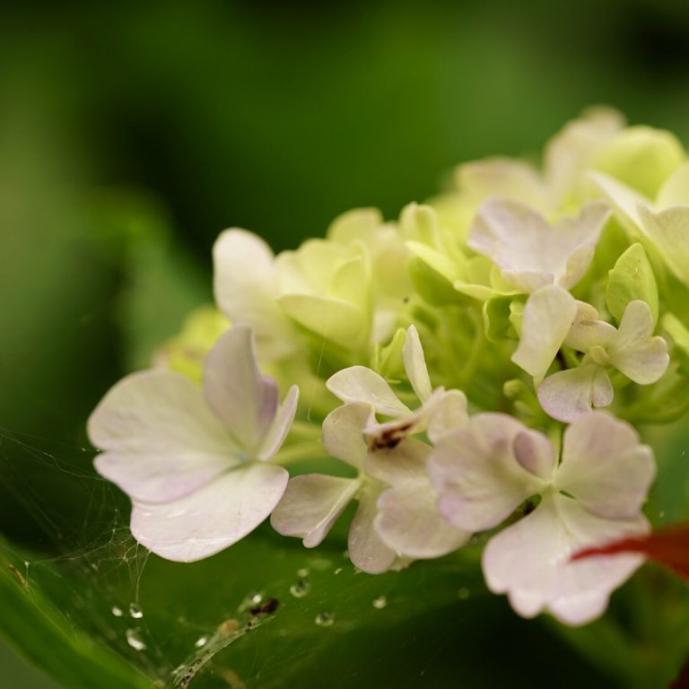 梅雨こそ暮らしに花を取り入れて 梅雨だから楽しめる 華やかで奥ゆかしいお花たち 前田有紀の 週末 気分転 花 Hanako Tokyo