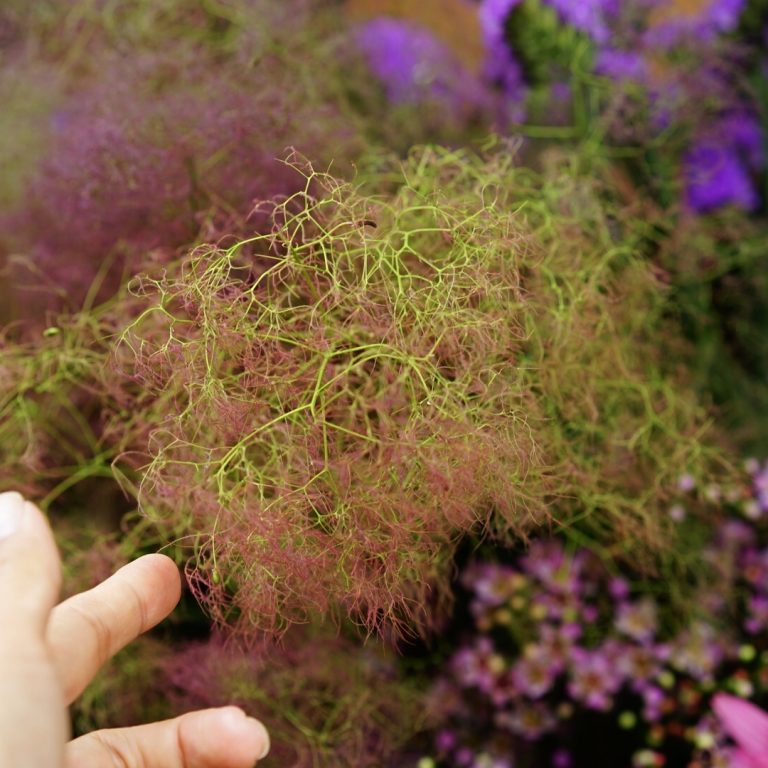 梅雨こそ暮らしに花を取り入れて 梅雨だから楽しめる 華やかで奥ゆかしいお花たち 前田有紀の 週末 気分転 花 Hanako Tokyo