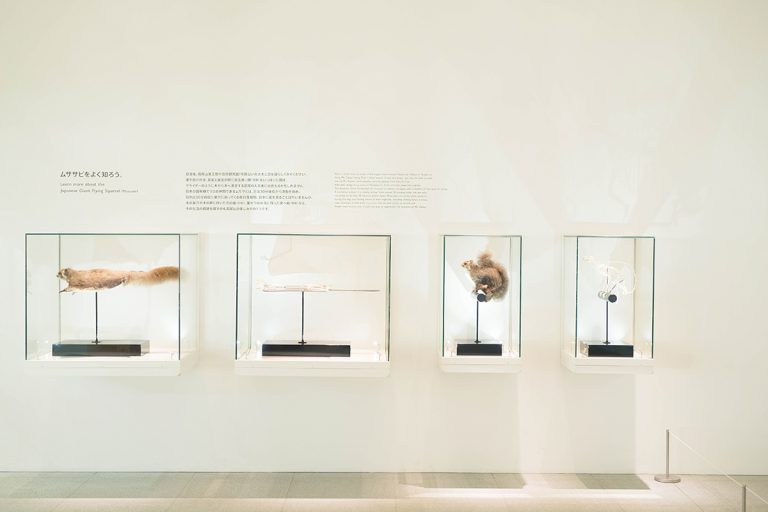 〈TAKAO 599 MUSEUM〉。高尾山に生息する動物たちの剥製が展示された「NATURE WALL」は圧巻!朝8時から開館しているので登山前にぜひ。 DSC_0262_atari