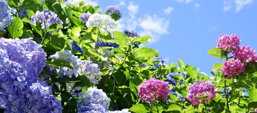 鎌倉の隠れた名所〈瑞泉寺〉で、家族と紫陽花巡りへ。