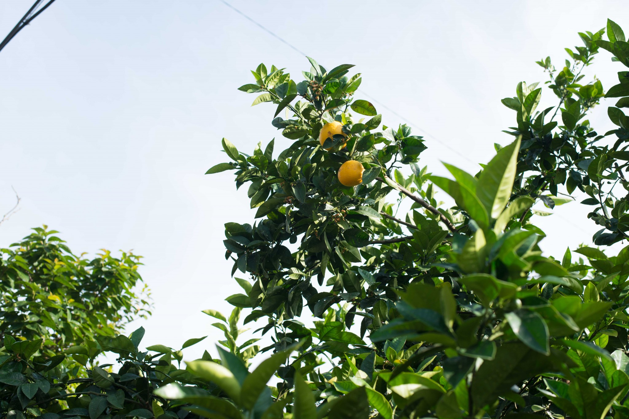 取材時は、「和製グレープフルーツ」といわれる「宇和ゴールド」が、収穫時期を迎えていました。