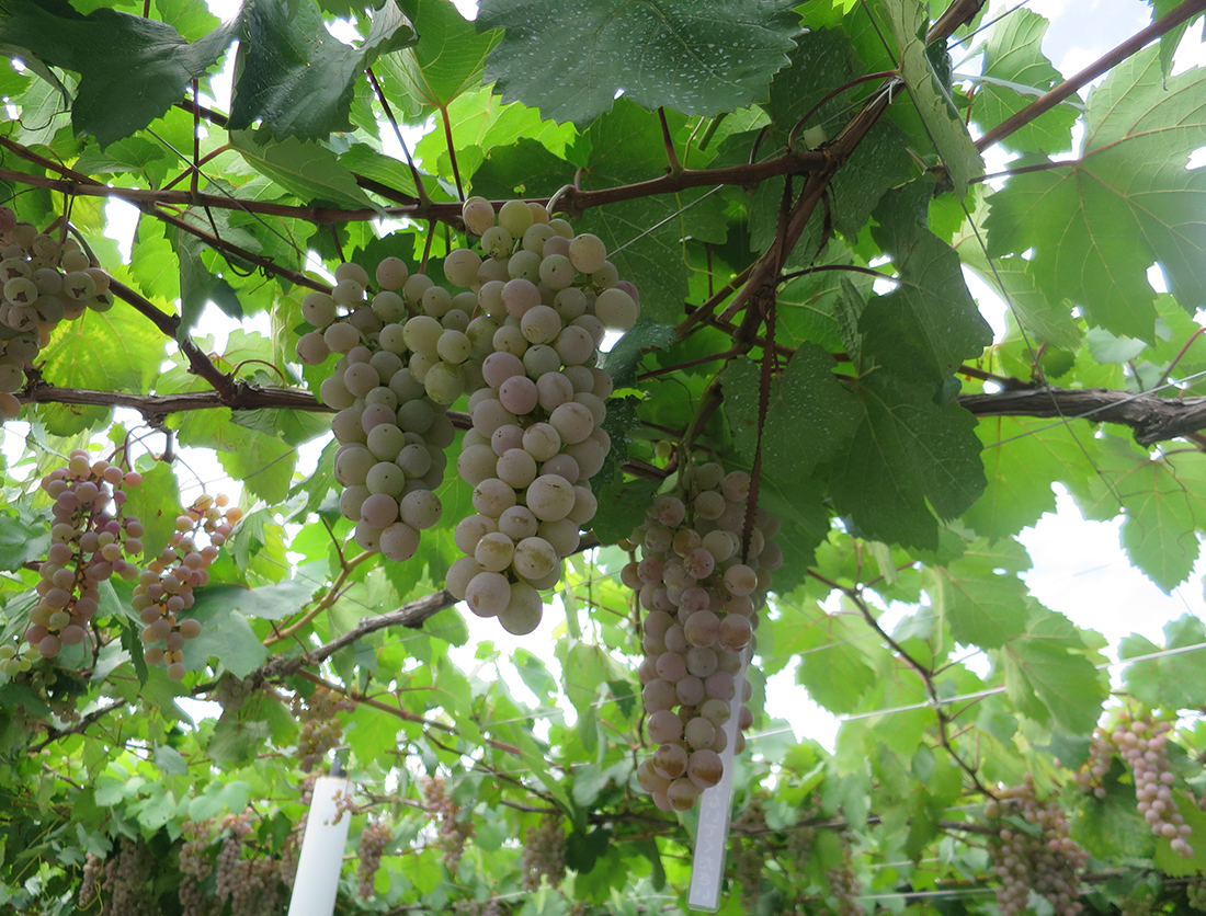 白ワインに用いるブドウ品種。