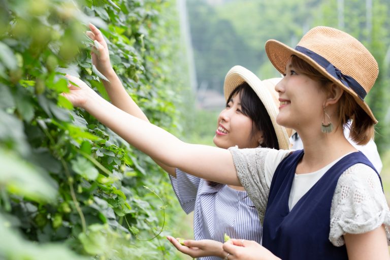6,000年以上の歴史があるビール。冷蔵技術がなかった時代の抗菌用に、薬草の一種であるホップを入れたのが始まりだそう。「IPA」はイギリスからインドへ長い航海を経て運ばれるから、特にホップを多く使っているのだ。1本のツルにできるホップは300個ほど。 IMG_1865