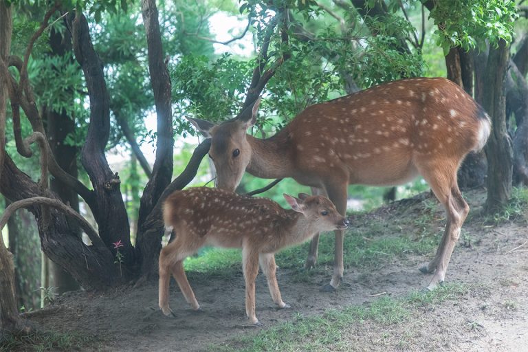 奈良といえば鹿。敷地内に暮らしている親子もいて、館内から眺められるのがうれしい。