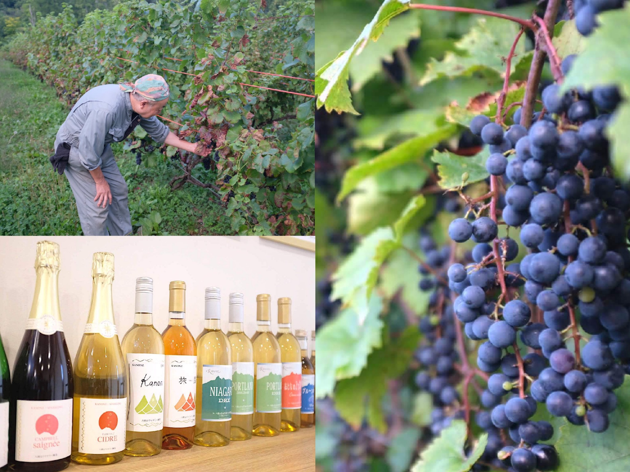 代表の亀和田さんと〈八剣山ワイナリー〉で作られたワイン。ぶどうは品種によって味が全く違う