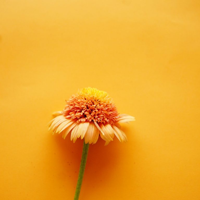 秋の大人の自由研究 フラワーデッサン でお花を愛でよう 前田有紀の 週末 気分転 花 Hanako Tokyo