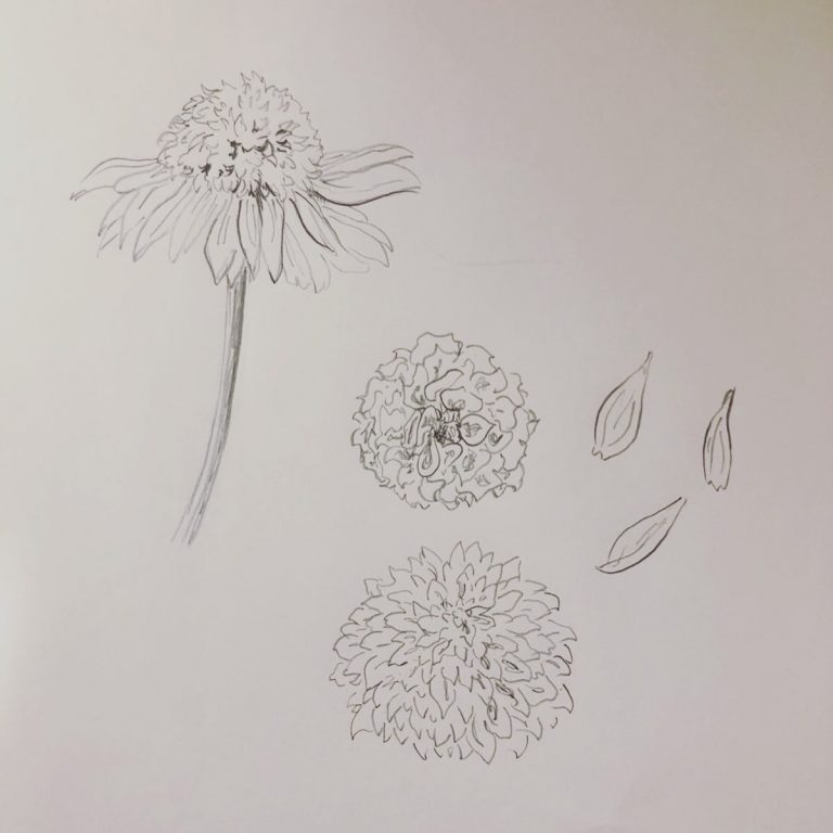 即出荷 花 デッサン 絵画 タペストリ Csjla Pe