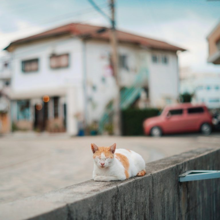 #沖縄には島猫がたくさん #今回の旅で3匹くらい会えたよ