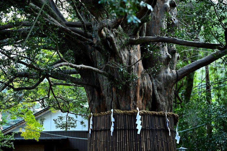 生命力みなぎる植物の力強さを感じます。 kumanokodou14
