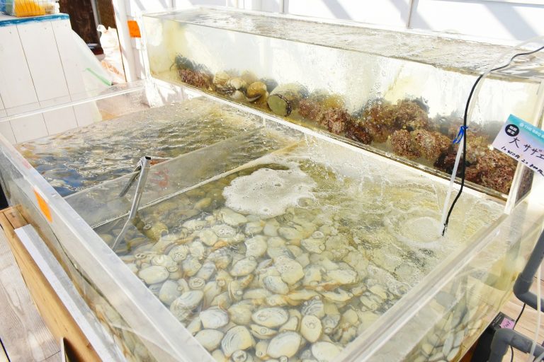 牡蠣やサザエなどの他に、珍しい貝類などを生簀に入れて販売。