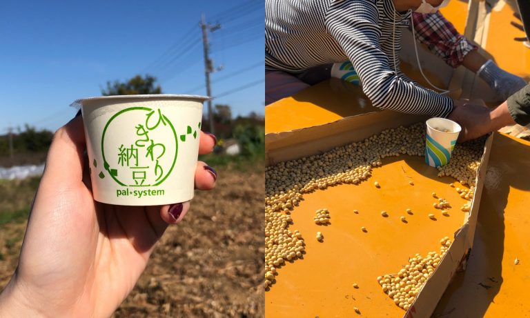 納豆の原料となる大豆の脱穀、選別作業ボランティア体験（畑で食べる納豆は格別でした...）