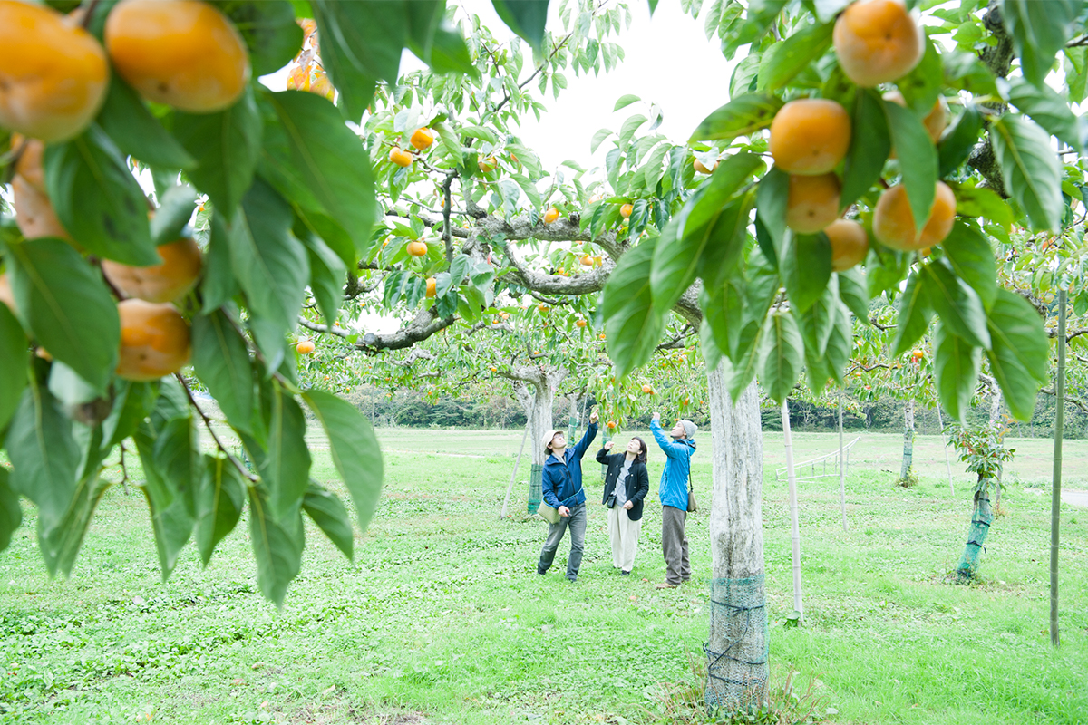五十嵐さんが手がける鶴岡発祥の庄内柿の畑で。