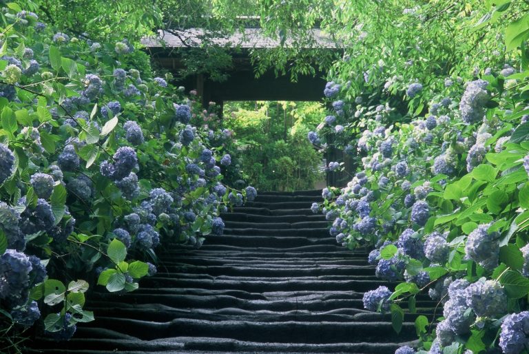 明月院 神奈川 明月院 神奈川