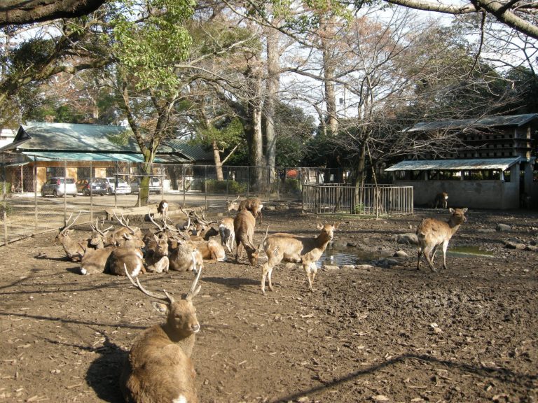 三嶋大社 静岡 三嶋大社 静岡