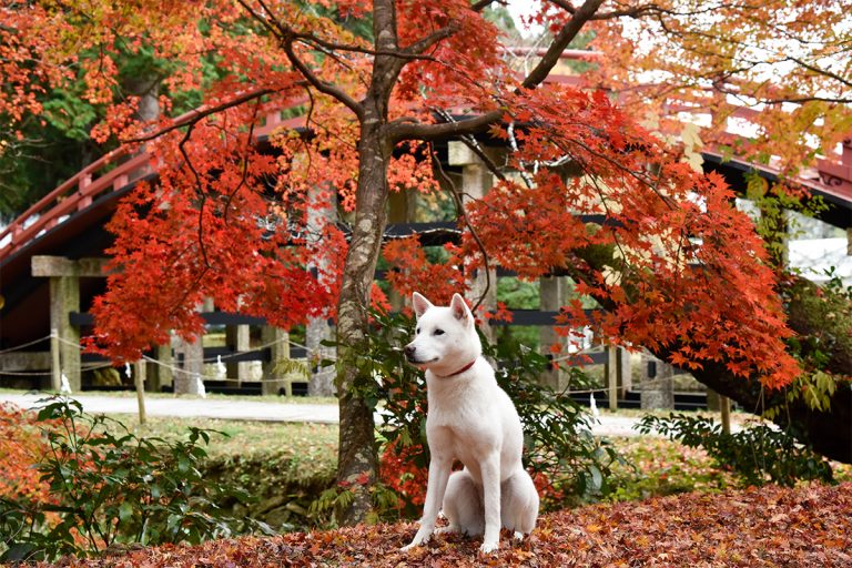 かわいい動物に会える 奉献された動物に癒される全国の神社 埼玉 静岡 和歌山 奈良 Lifestyle Hanako Tokyo