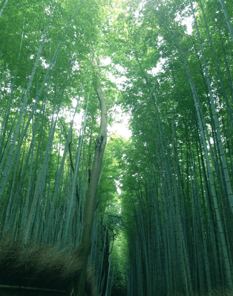 野宮神社 嵯峨野 野宮神社 嵯峨野