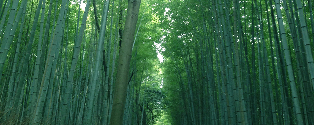 【保存版】京都在住・写真家おすすめの寺社巡り方ルート。嵐山エリアの五感を刺激し、感性を磨くコースとは？