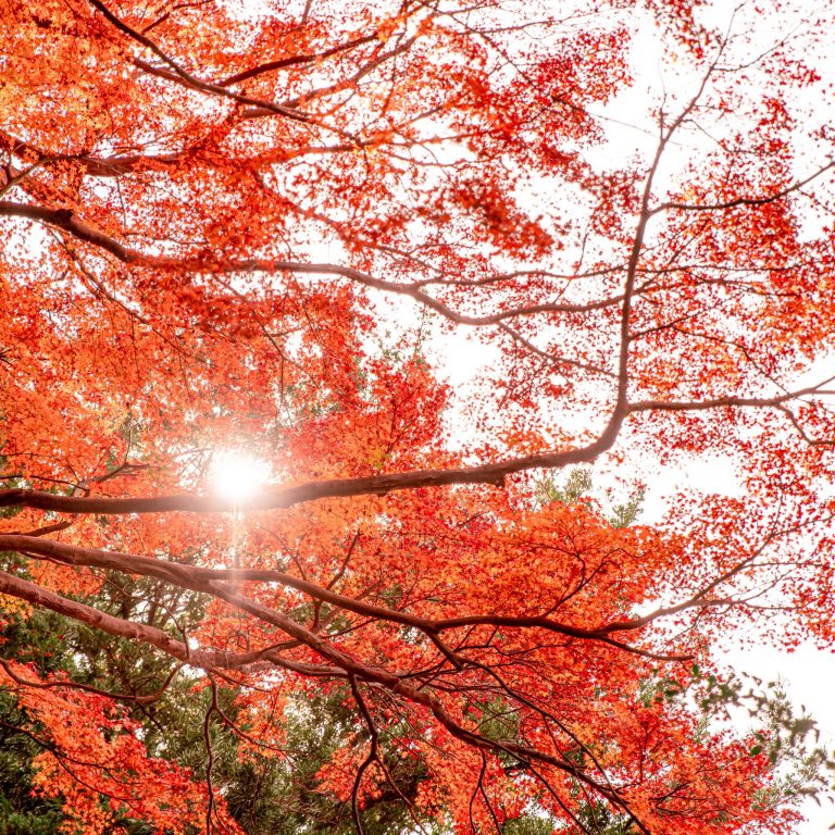 #木漏れ日と紅葉 #のんびり 静岡 東海道おんぱく