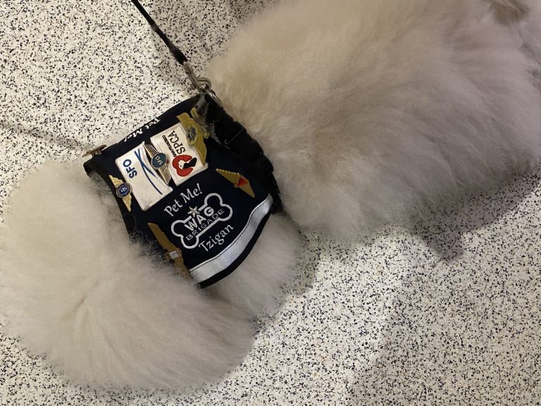 気質と空港への適合性のために訓練されたセラピー犬たちは「Pet Me！（私を撫でて！）」と書かれたベストを着て、空港内を巡回しています。｢癒し犬｣に会いたい！と、遠回ししてでもこの空港を使う人もいるそうです。