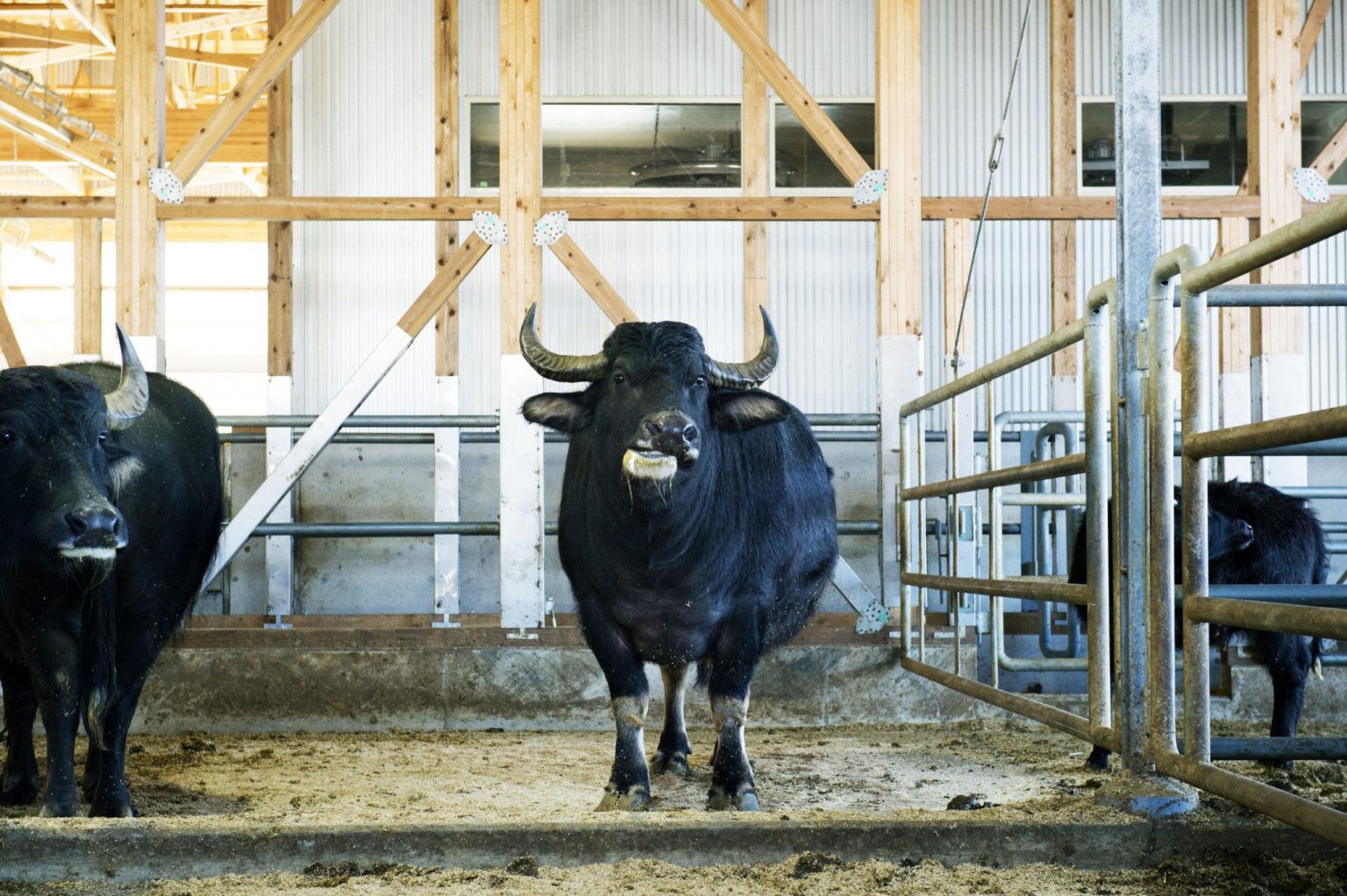 優しい表情が印象的な水牛は29頭。水牛舎の見学ツアー（2,000円）も人気。