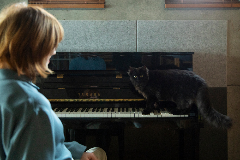 ピアノの演奏中に、鍵盤の上に飛び乗る愛猫のぺろり。この後しばらく、ここに居座ることに。