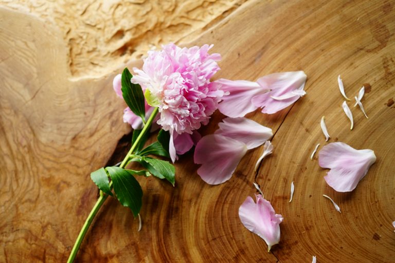 いまが旬の季節のお花 芍薬 をおうち時間に 楽しみ方とおすすめフラワーショップをご紹介 前田有紀の 週末 気分転 花 Hanako Tokyo