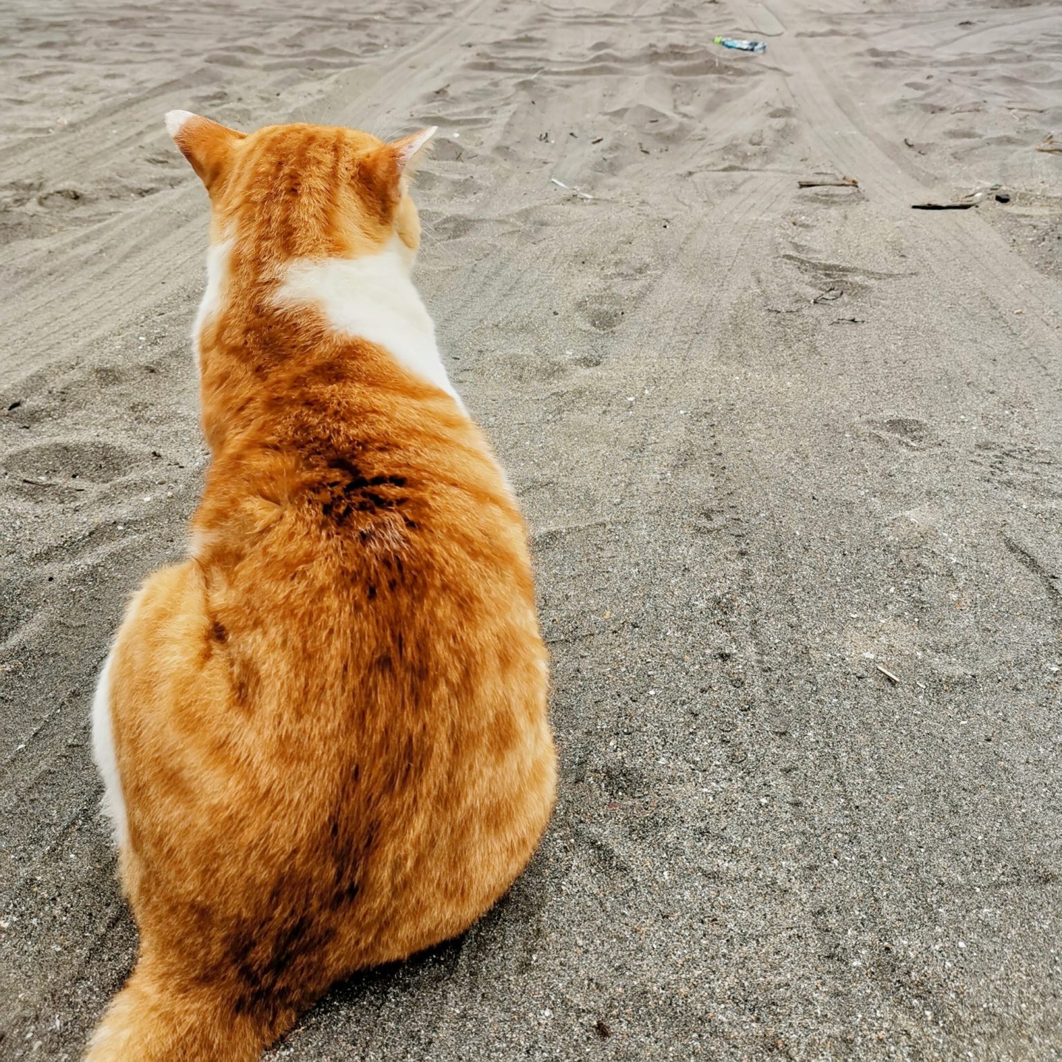 材木座海岸で猫のキイロ先生と。のんびり海を眺める時間は、この界隈ならではの贅沢。御用邸裏手に広がる“小磯の鼻”など、自宅アトリエに近い葉山の海岸線もお気に入り。