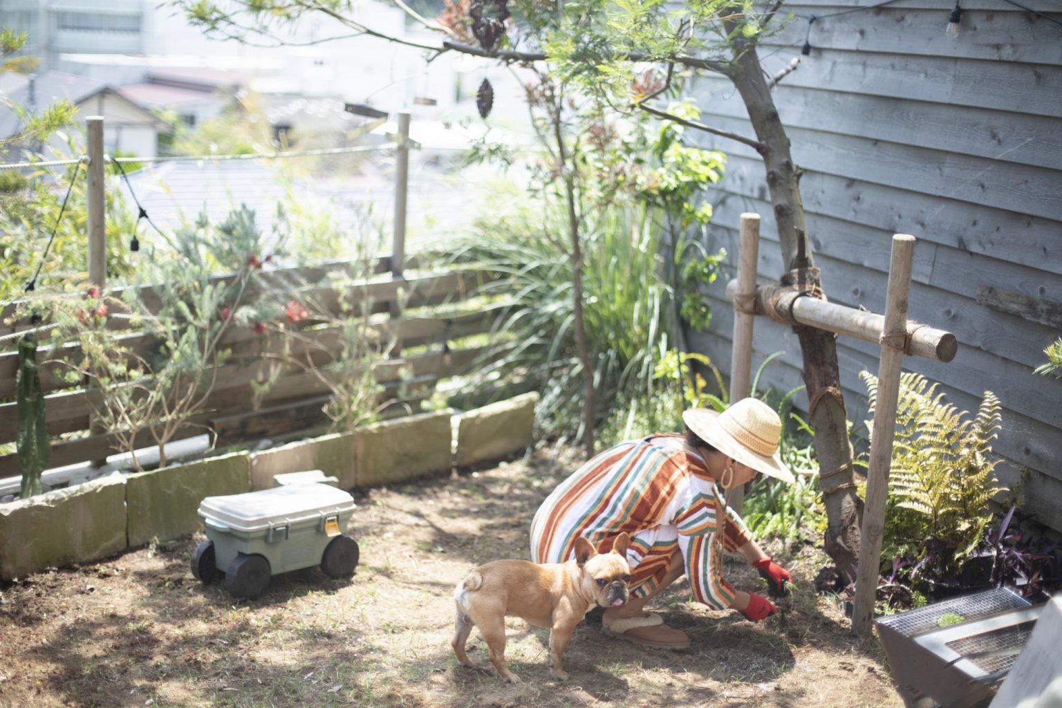 休日は愛犬のコスケと一緒に庭作業。