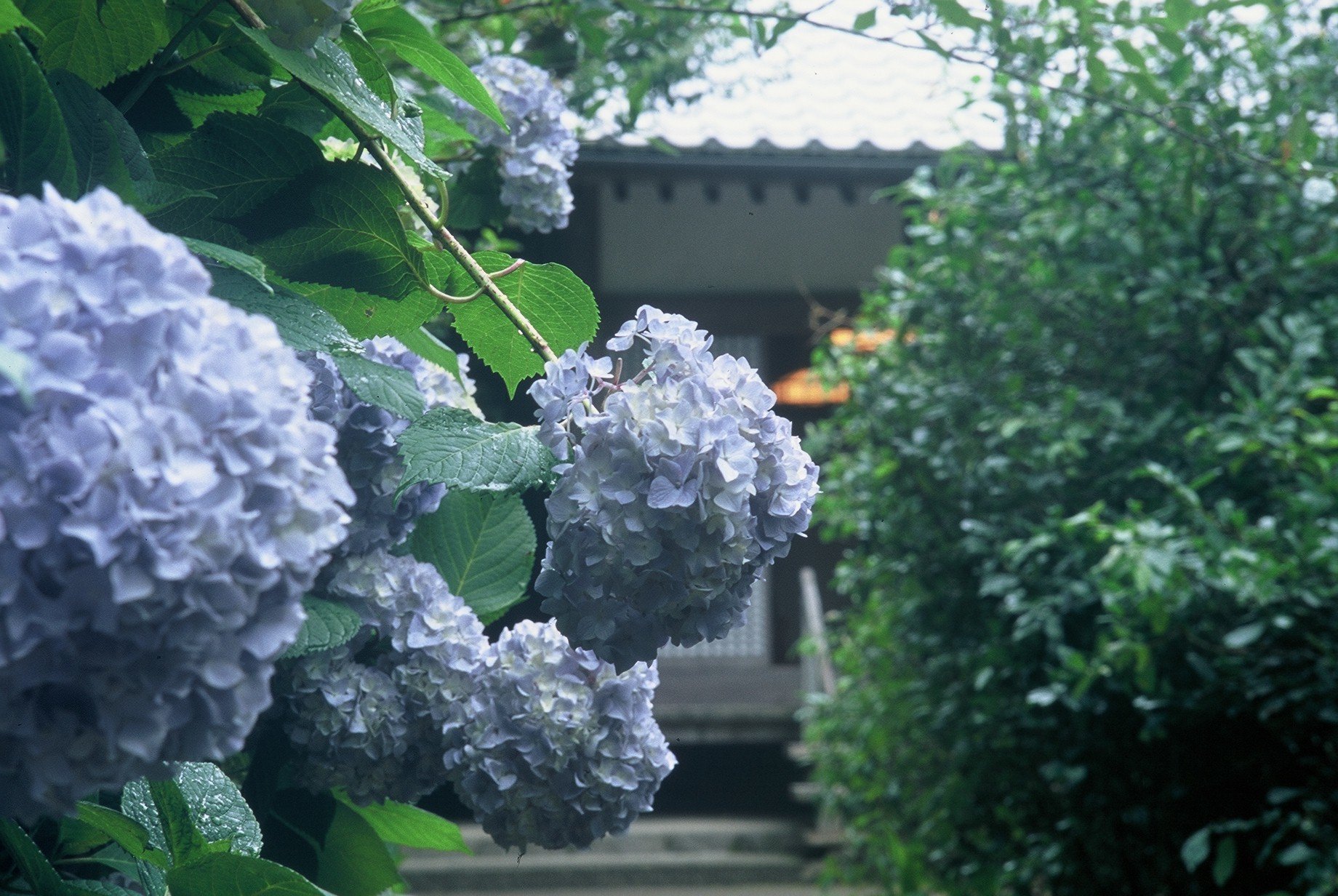【鎌倉】あじさい名所の神社&お寺7選！あじさいが咲き乱れる幻想的な空間に癒されて。