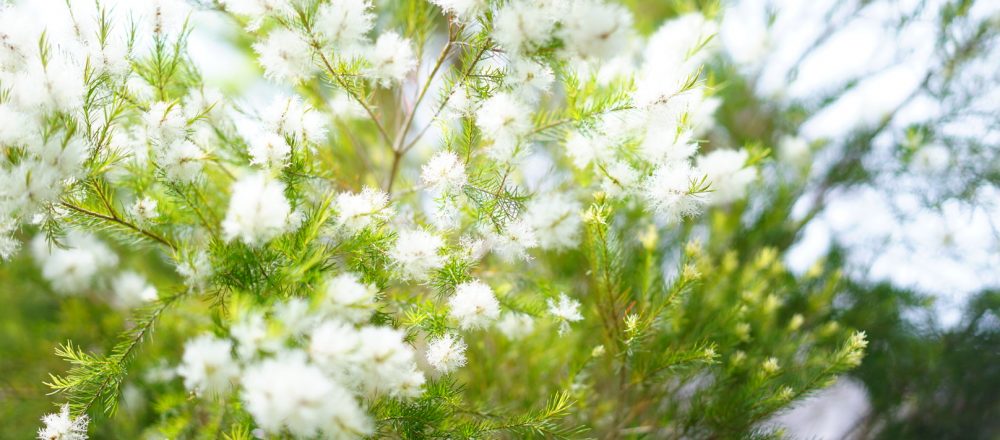 本格的な夏が始まる前に「植物のためにすると良いことって?」。子どもと一緒に夏支度を。