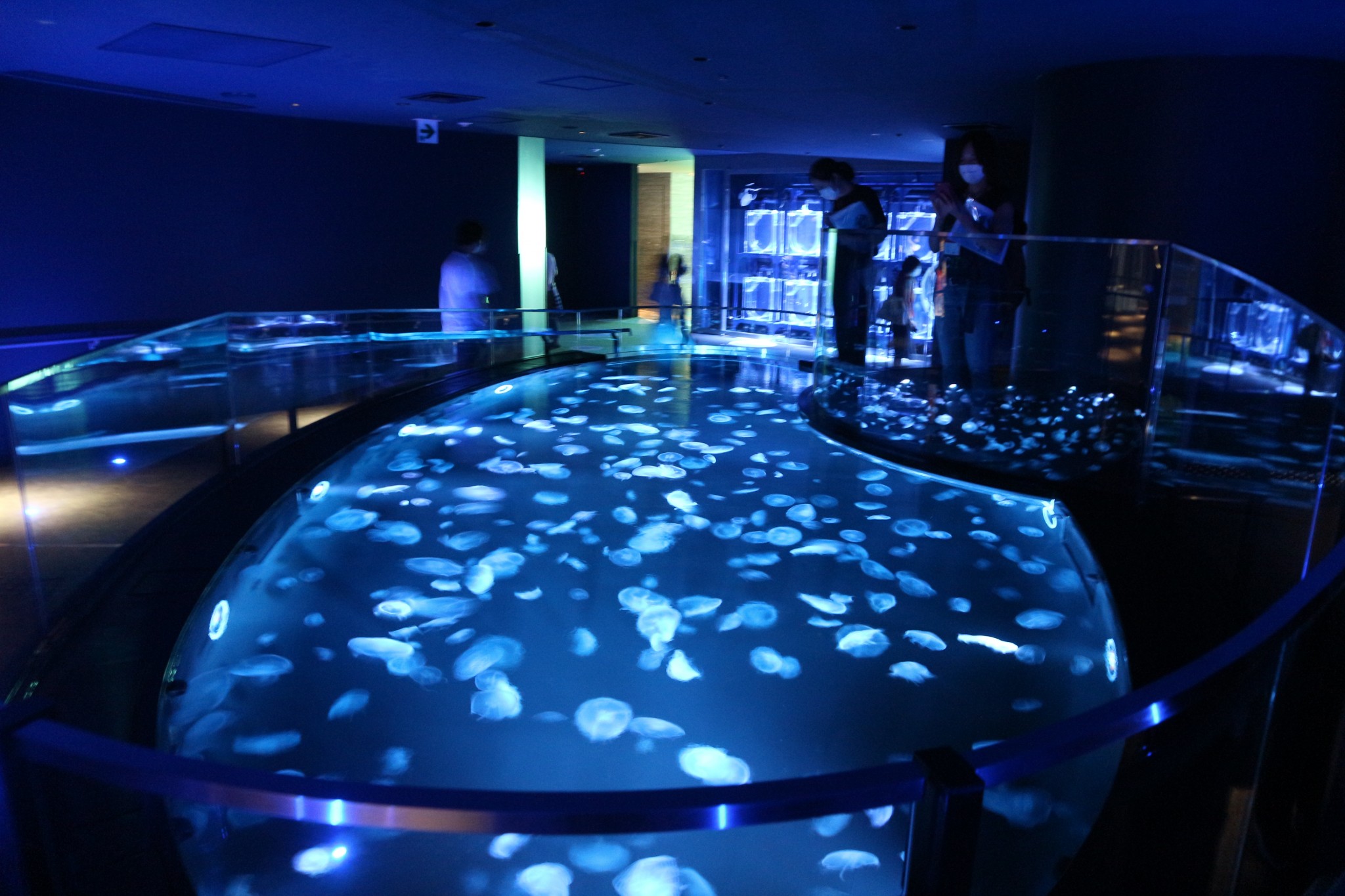 〈すみだ水族館〉に約500匹のクラゲが漂う水槽型水槽「ビッグシャーレ」が登場！